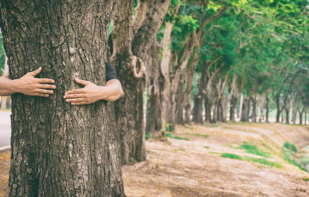 Hugging an old tree gives relief to our soul. We can recover from our sorrows.