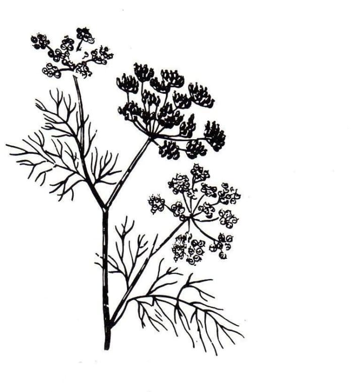The Giant Fennel looked almost like dill, but bigger and the smell is different. Fennel is for strength and courage, and long life. It is said that Fennel will restore lost vision.