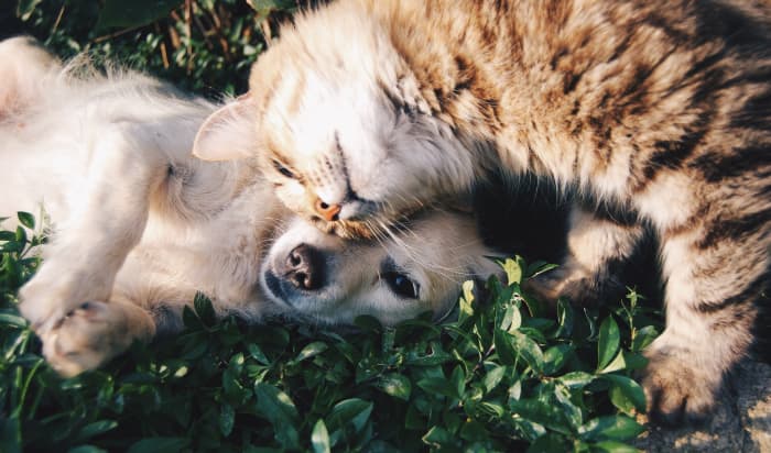 A rare shot of direct cat-to-dog mind control and brainwashing demonstrates the cats' technique, which works much like pairing electronics for the Blue Tooth.