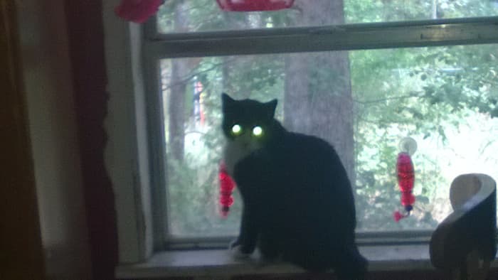 It spread from cat to cat until they were all capable of beaming the green light, even this kitty, our old Grimalkin Goo.