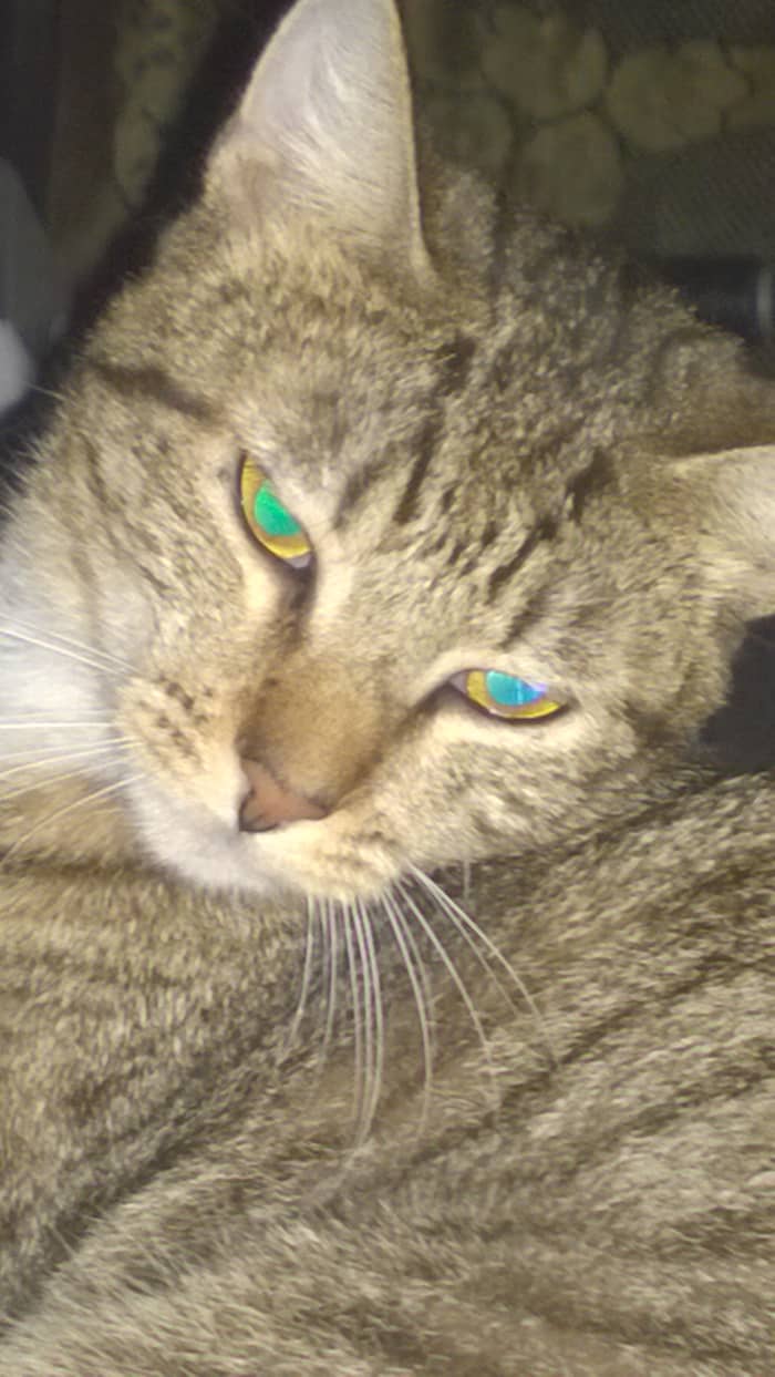 We told ourselves we were imagining things, that her eyes weren't beaming green lights from inside her head. We told ourselves that all cats' eyes do that.