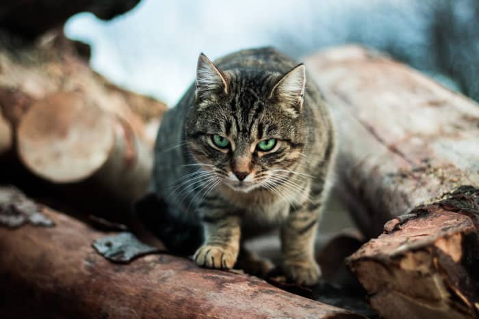 Arthur L, as we called her, did not grow to become what Husband calls, "like a regular cat, like everyone else's cats."