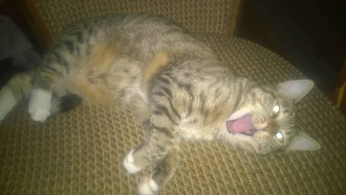 At first, we thought she would grow out of it, that it was just some feline developmental phase.
