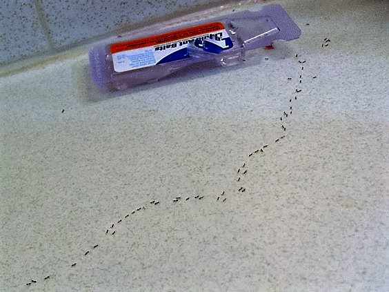 "He also noticed they had a destination; an ant trap his mother had placed in his room to rid the place of this infestation. "