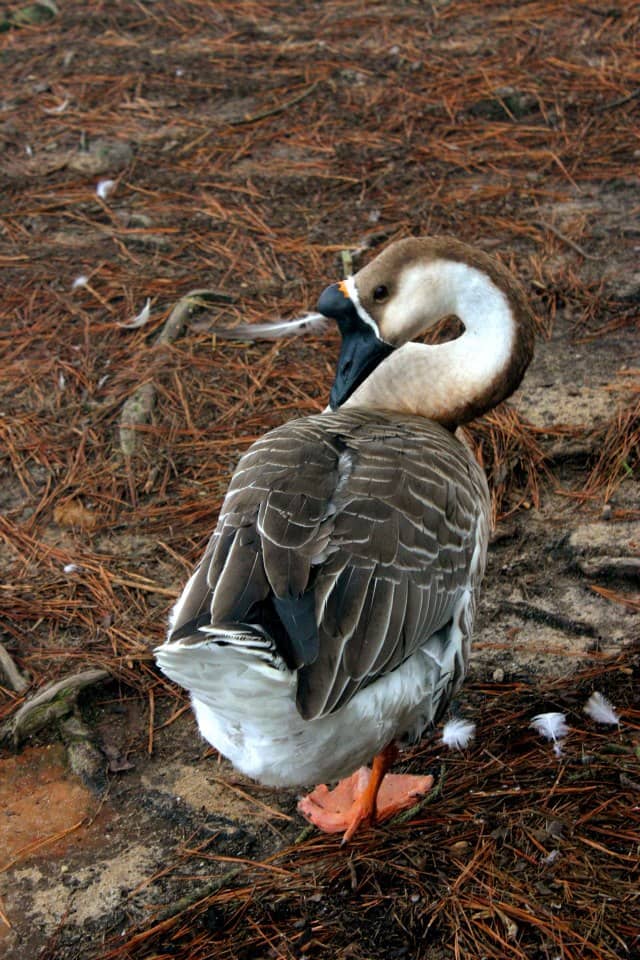 Many types of fowl appear as symbols in older religions.