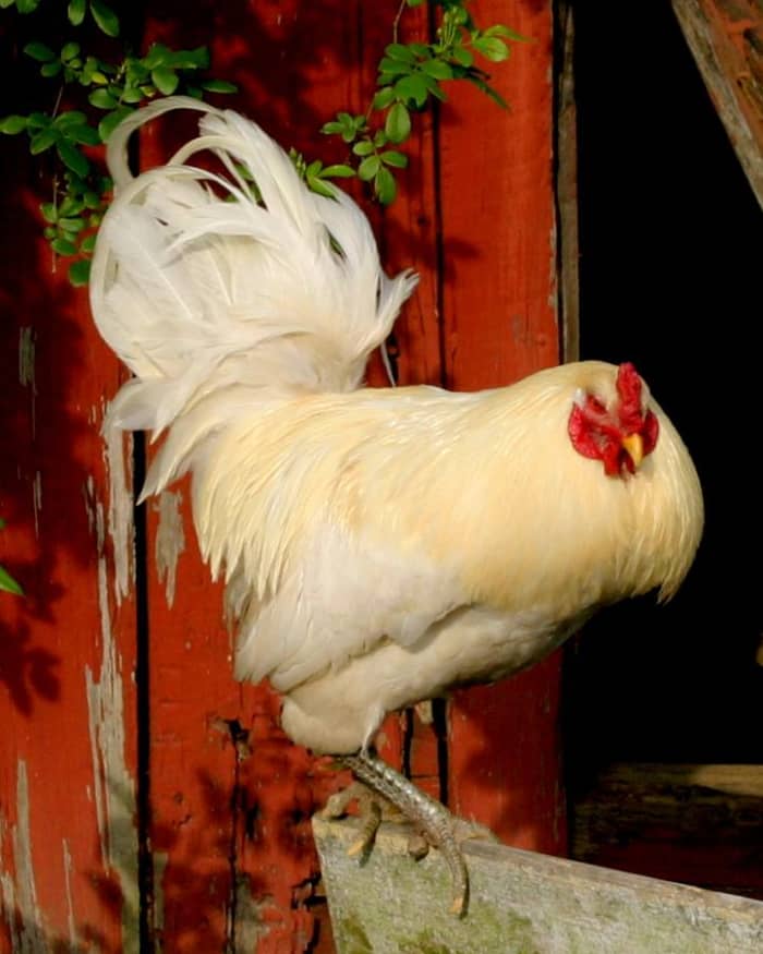 Chickens and other fowl have been with humans for thousands of years.