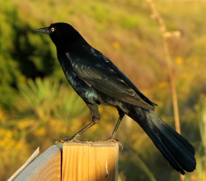 Ravens, such as this Grackle, are mentioned many times in the Bible.