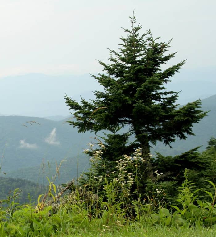 We must use common sense when balancing nature and the needs of humanity.