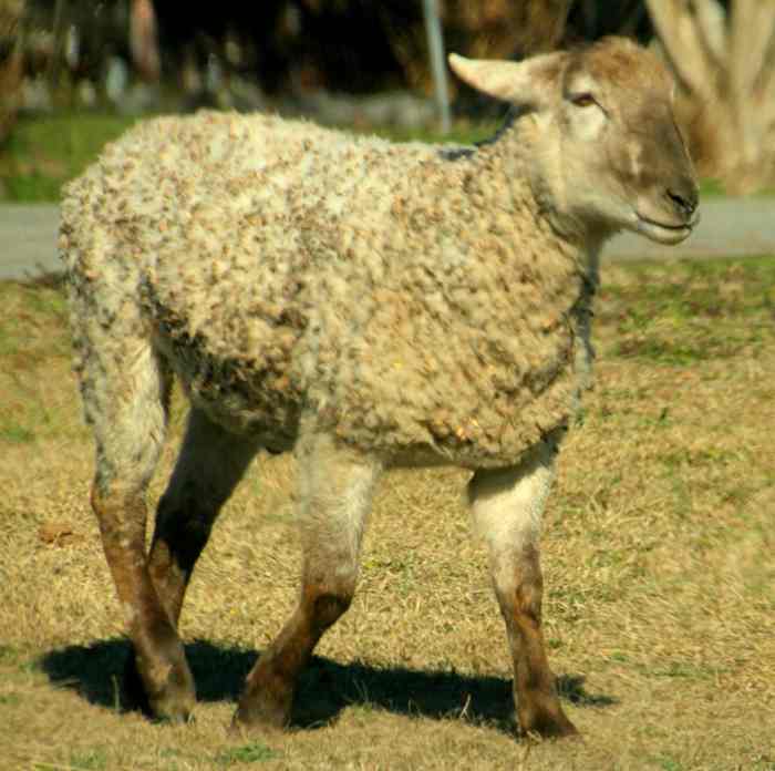 Shepherds and their flocks are important in the story of the birth of Jesus Christ.