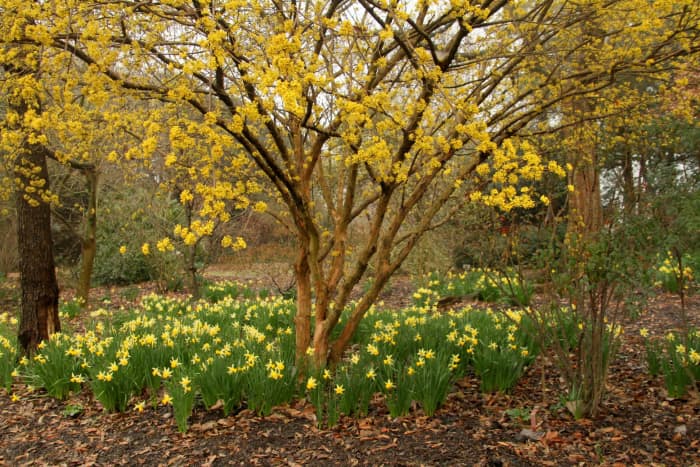 Flowers are some of the first plants to know spring has arrived.