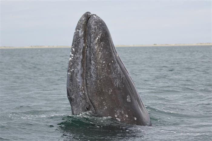 A gray whale spyhopping