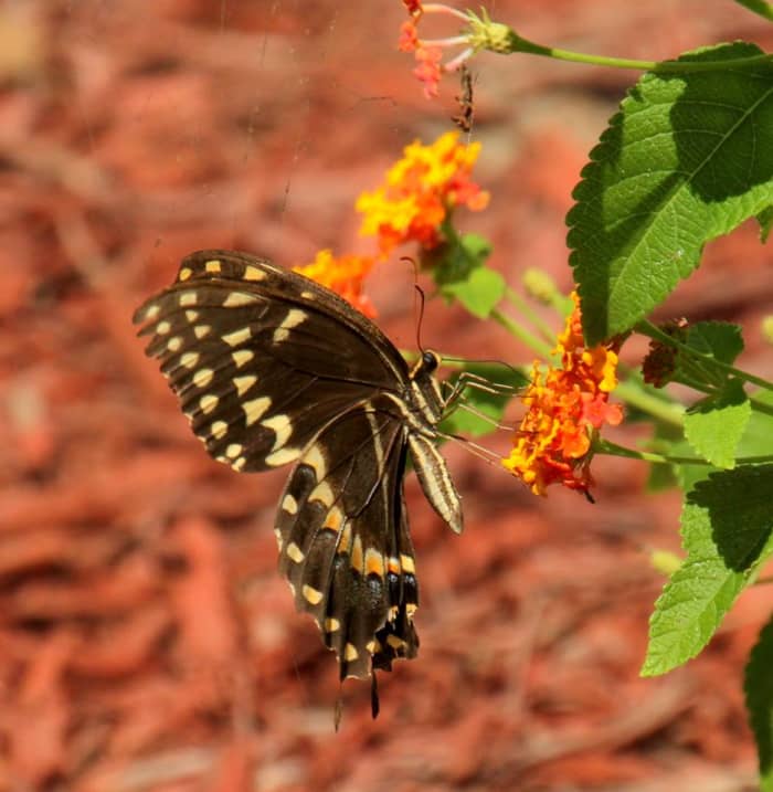 (Palomedes Swallowtail) Butterflies can teach us a lot about enjoying life.