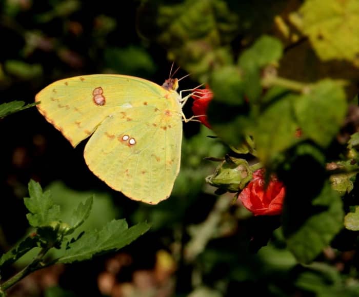 (Cloudless Sulphur) Butterflies are interesting insects for many reasons.