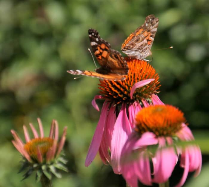 (Painted Lady) Butterflies are fascinating and fun to observe.