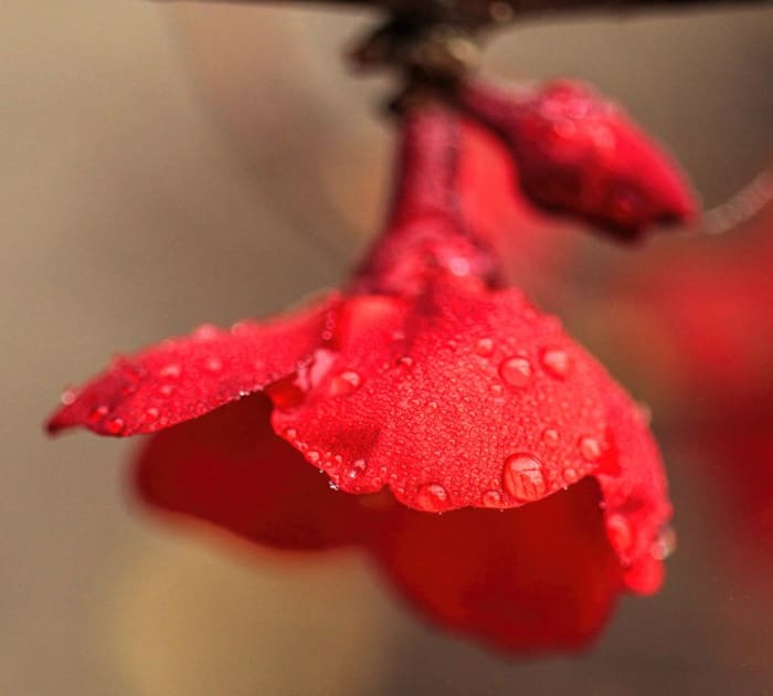 It’s fun to catch raindrops in a jar or observe rain on a flower.
