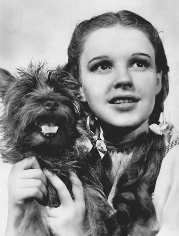 The Wizard of Oz is about Dorothy and her little dog Toto.
