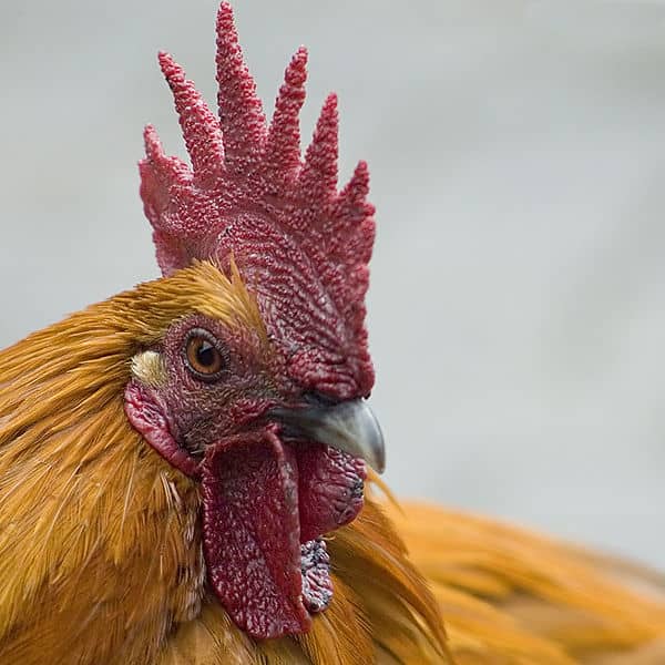 Rooster (Gallus gallus)