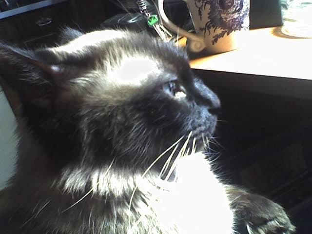 Cats know they're cool. Writers and artistic people need to develop that independence and trust their own judgment -- if your writing pleases you, then your readers will love it. We're sometimes our own worst critics.