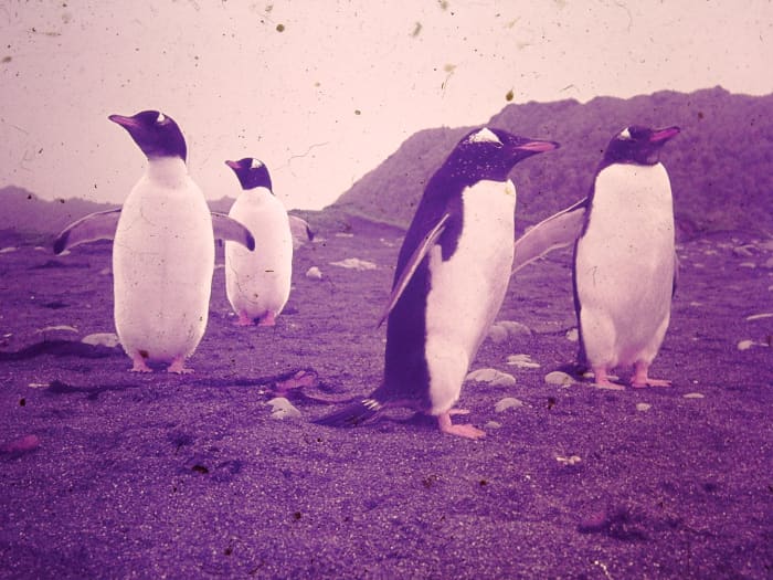 There were predominantly four species of penguiins on Macquarie: Kings, Royals, Gentoos and Rockhoppers.