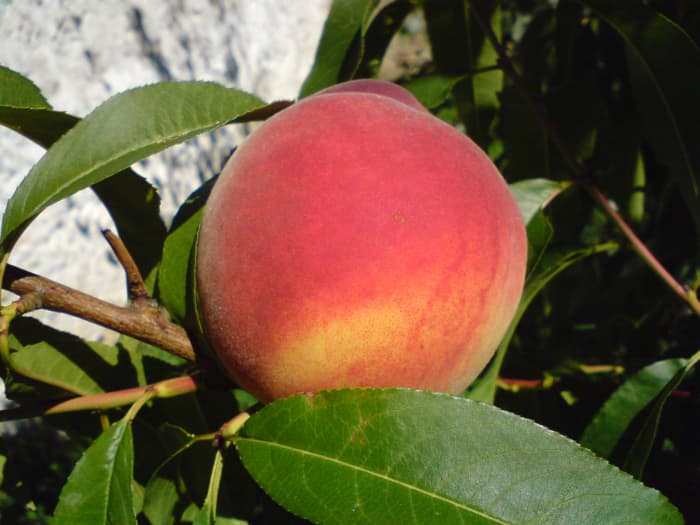 Ron's peach was even more beautiful than this one. I wish I had taken a picture of it all those years ago.