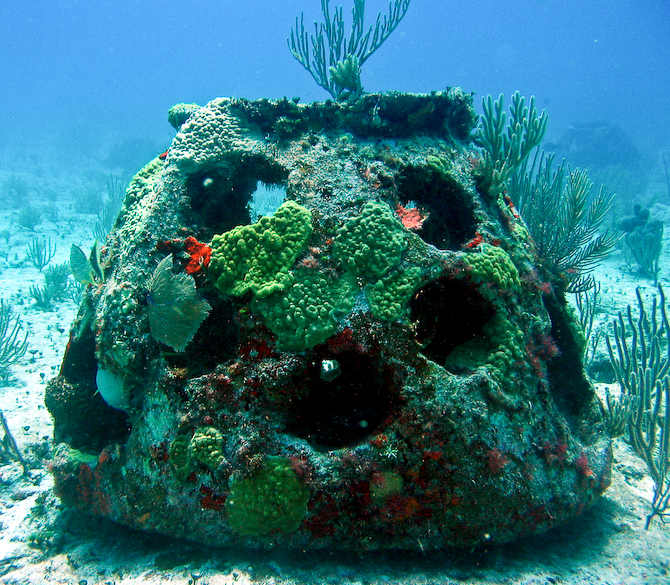This reef ball is doing its job nicely, with little to none of the concrete showing anymore it is growing an abundance of coral, plants, and wildlife.