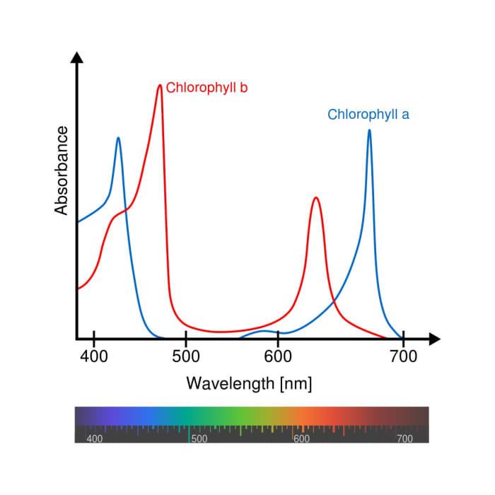 The light absorption spectra of chlorophyll a and b are slightly different. Wavelength is measured in nm, or nanometers. A nanometer is a billionth of a meter.