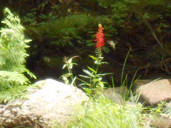 The hummingbirds are out in full force in summer, like this one, drinking from a flower in a stream at Devil's Hopyard in East Haddam, CT