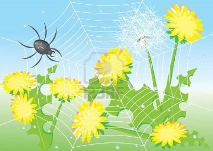 Since then, Gamba had became the first spider, continuously weaving just like she used to when she was an arrogant young woman.