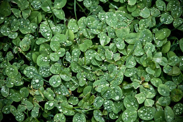 Can you spot a four-leaf clover in this patch of shamrocks? Remember to always keep your eyes open to signs of magic around you and luck will find you!