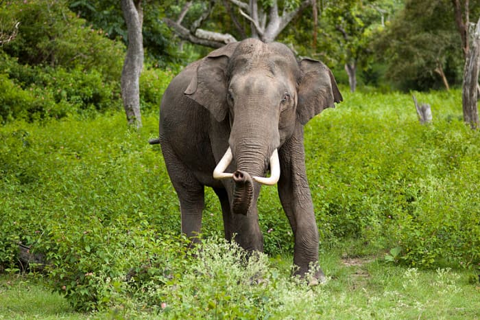 Asian elephants, along with other escaped zoo animals will have to adapt to new environments or die.