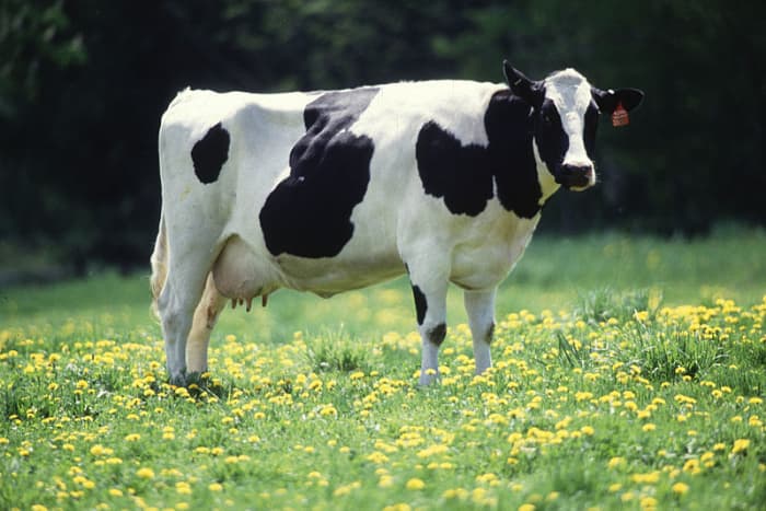 While dairy cows may now be safe from the slaughterhouse, they are doomed without humans to provide them with vast quantities of food and water.