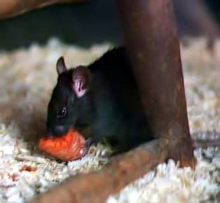 Rodents like black rats will swarm into abandoned shops and houses and experience a temporary population boom due to the excess of food.