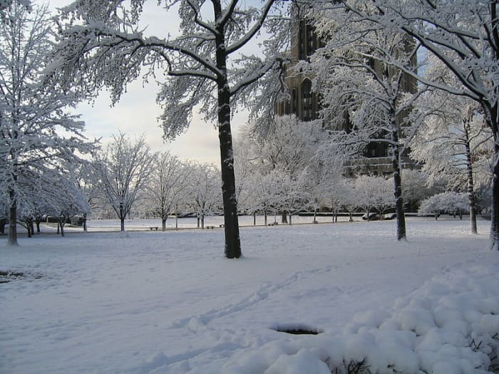 The onset of winter will prove especially difficult for animals that previously had humans to provide for their every need.