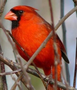 The deceased visit their loved ones in many animal forms, most commonly birds and insects.