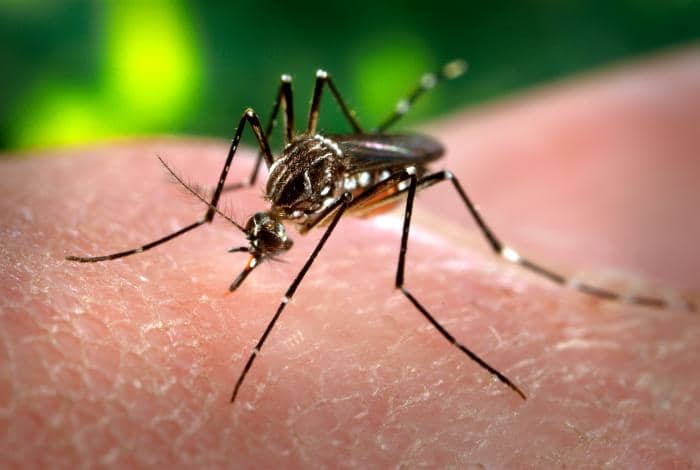 Mosquitoes belong to the insect family which belongs to the kingdom Animalia, which makes the mosquito an animal." - Yahoo Answers