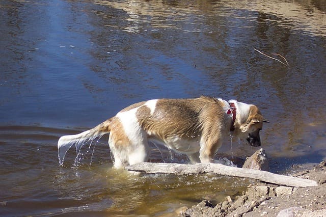 Most dogs are attracted to rocks because they simply like the texture and feel of them in their mouths.