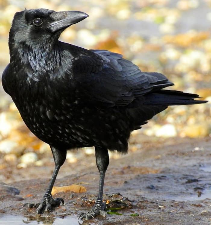 Caarion Crow. Isn't he/she beautiful? But I have never had to "eat crow" for any reason.
