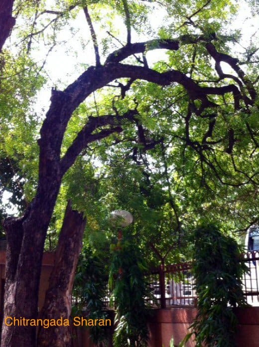Whoever planted those trees, a huge thank you to them, for their foresight.