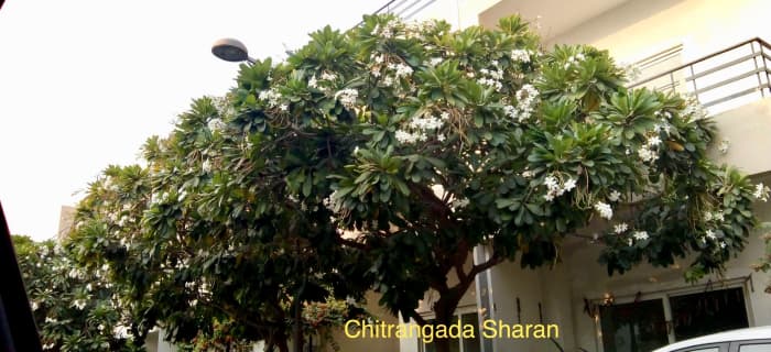 The Plumeria Rubra, the fragrant white flowers on this beautiful tree, makes my day, during my evening walks.