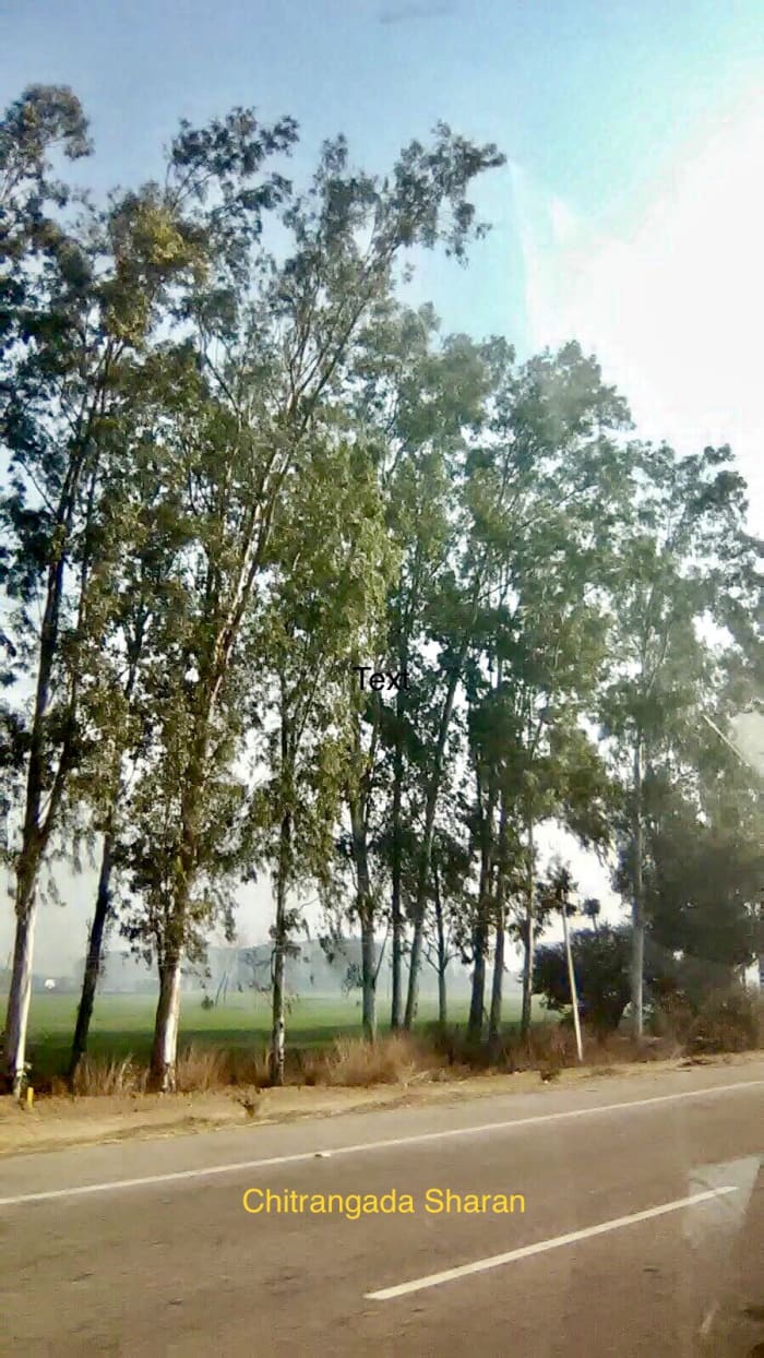 Have you ever wondered, why there are big trees, on either sides of the roads? Because, the trees reduce vehicular pollution.
