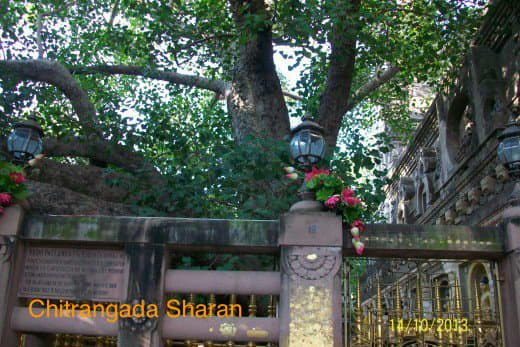 This is the huge and widely spread, Mahabodhi tree, at Bodh Gaya, India. Lord Buddha attained enlightenment under this auspicious tree.