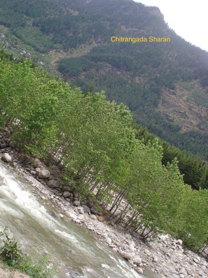Somewhere near the Northern hills of India. Look at the beauty of these trees.