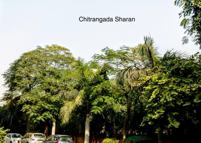 While walking along my apartment park, I always find myself blown away by the beauty of these trees.