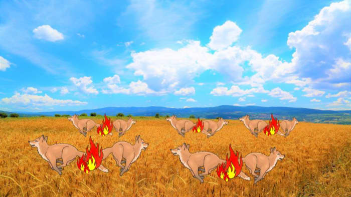 Samson captured thirty foxes, tied their tails together, placed torches on them and set them loose at the Philistines grain fields where they were burned up.