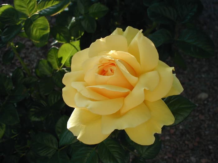 "If I had a single flower for every time I think about you, I could walk forever in my garden." ~Claudia Ghandi
