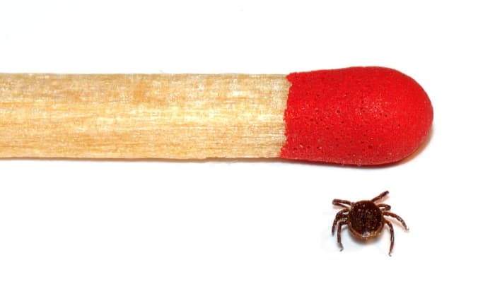 Comparison Between Head of a Match and an Adult Tick.