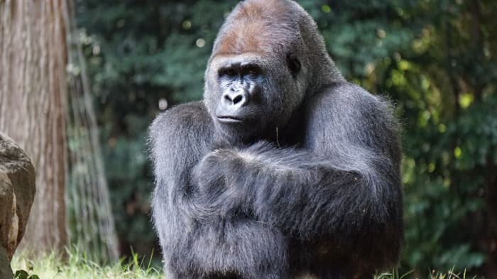 "Good-bye, Friends. Thanks For Stopping By To Visit With Us Gorillas."