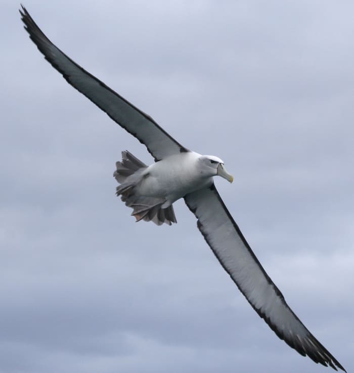 Wandering White Albatross