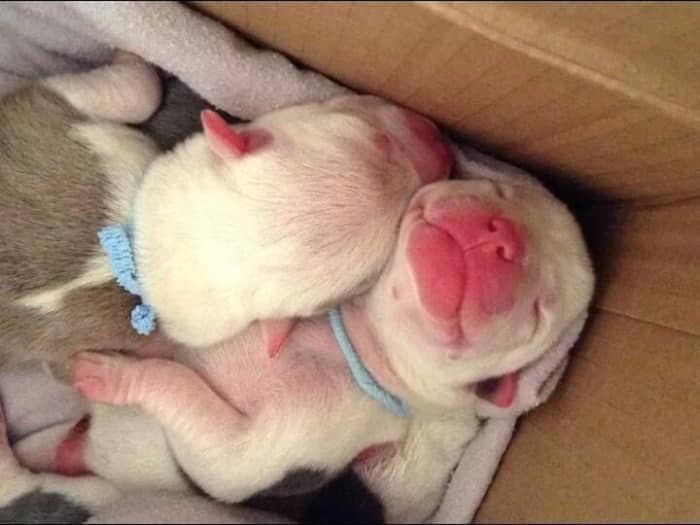 This is the little guy Andy fell in love with -- the picture from Megan. Nose to the world! He's a fighter! (2 days old)