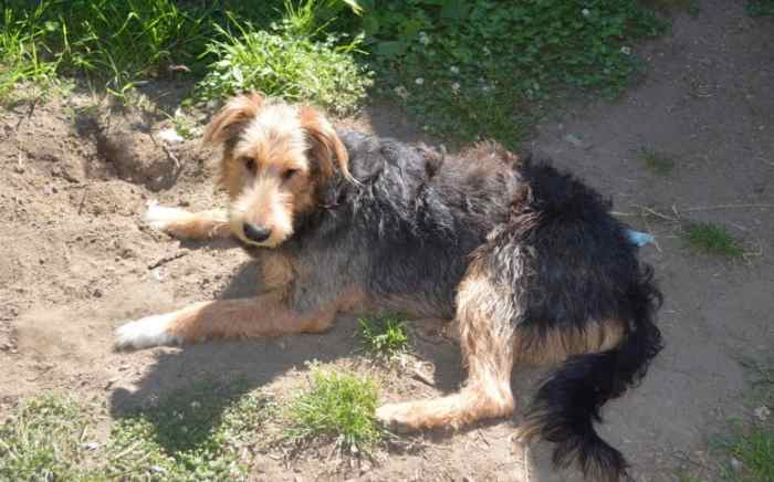 Buddy waited on the cool dirt, lifting his head at each new sound that echoed in the forest.